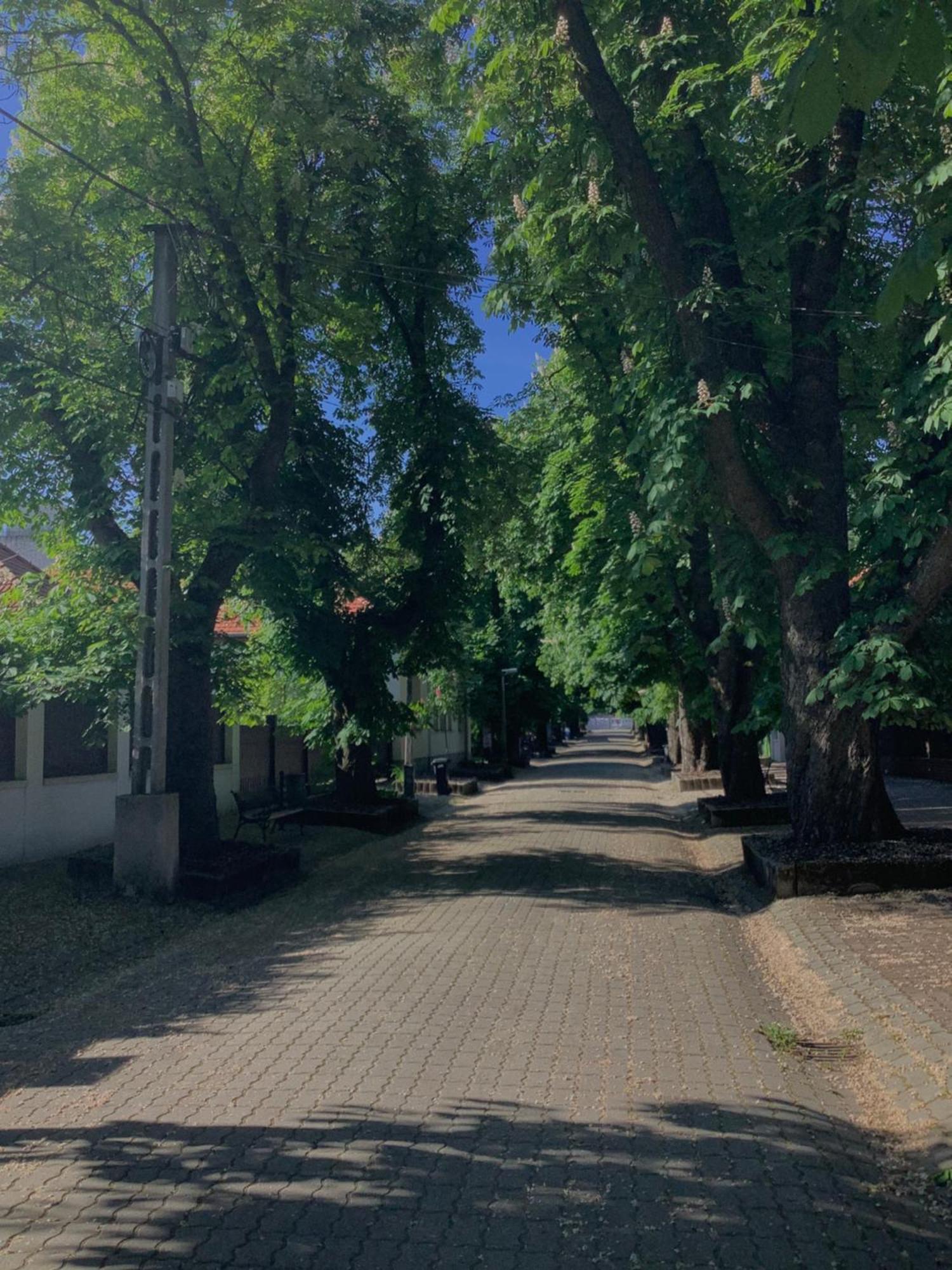 Magnolia Garden Lejlighed Miskolc Eksteriør billede