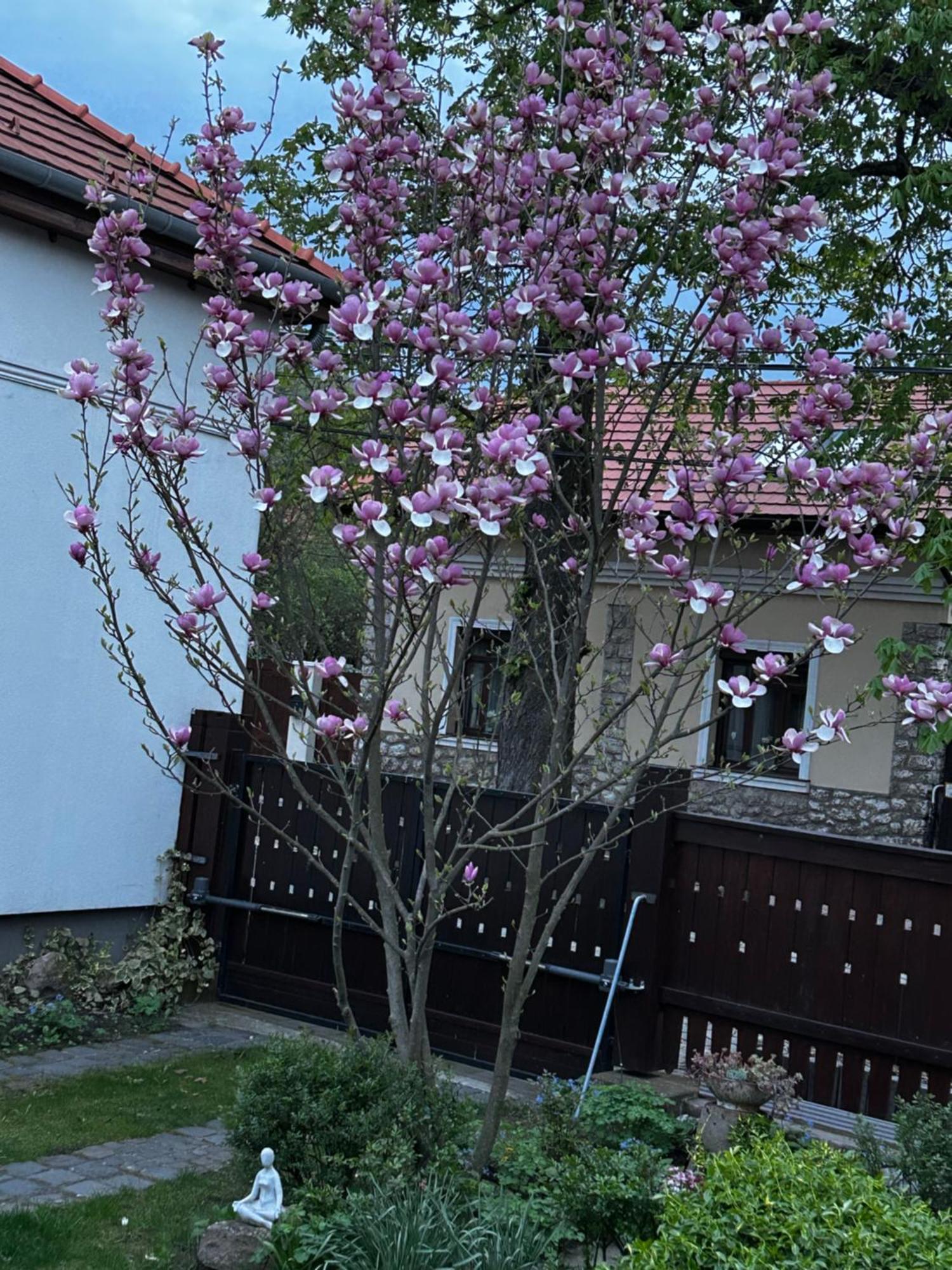 Magnolia Garden Lejlighed Miskolc Eksteriør billede