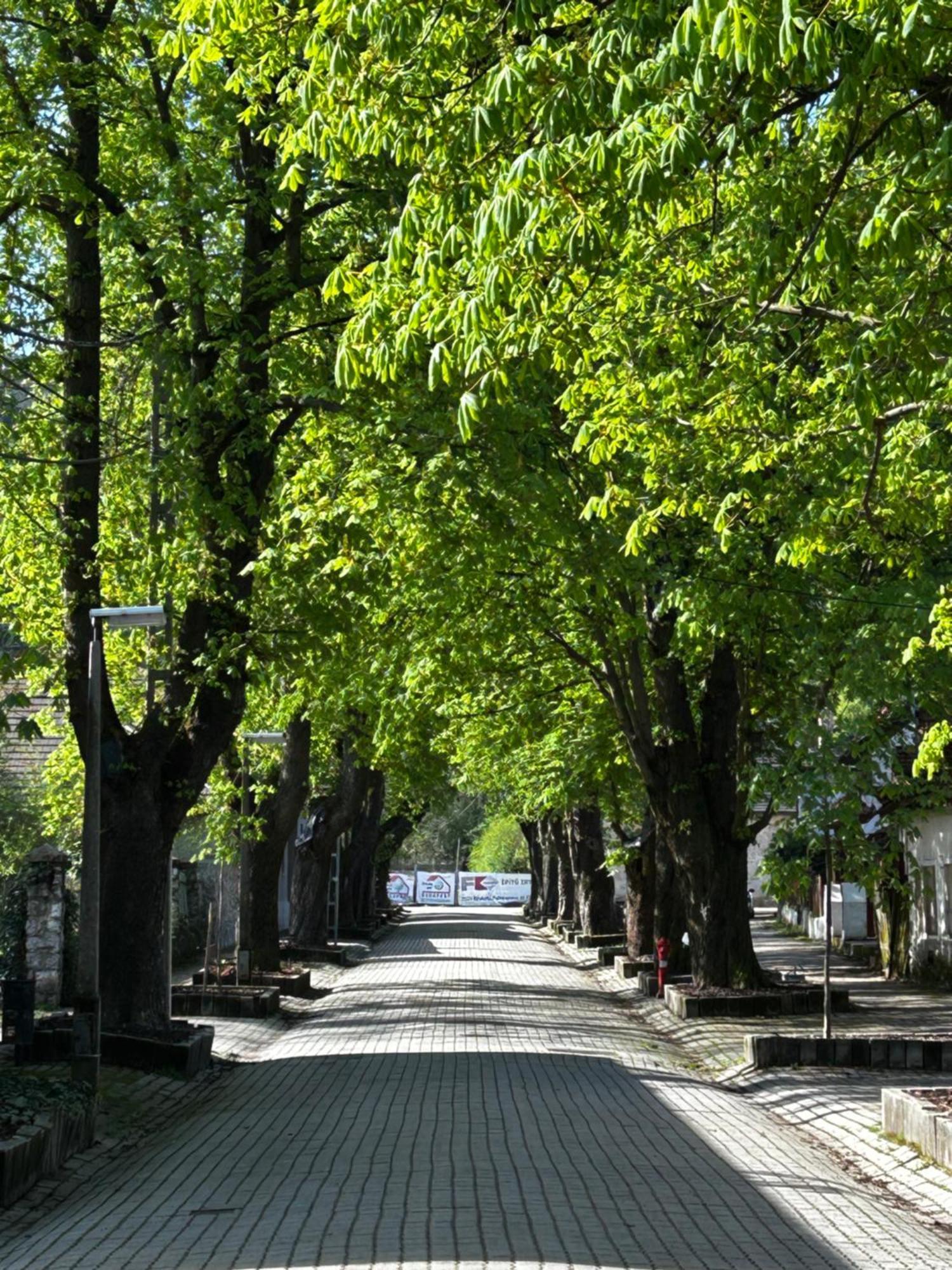 Magnolia Garden Lejlighed Miskolc Eksteriør billede